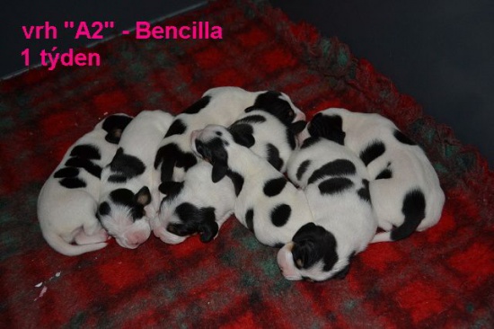 Gończy berneński