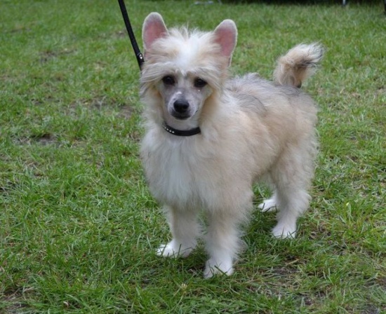 Grzywacz chiński - powder puff