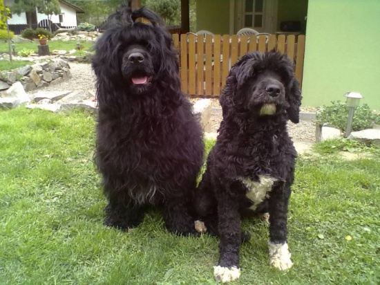 Portugalski pies wodny szczenięta